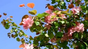 МУЗЫКА НЕОБЫКНОВЕННОЙ КРАСОТЫ, СОЗВУЧНАЯ ВНУТРЕННЕМУ МИРУ