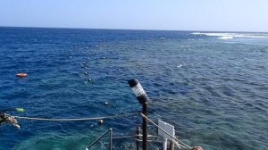 Royal Brayka 3-02-26, 10.30