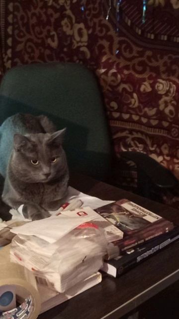 Кот Атос помогает работать! #shorts #котатос #животные #котработает #милота смотреть онлайн