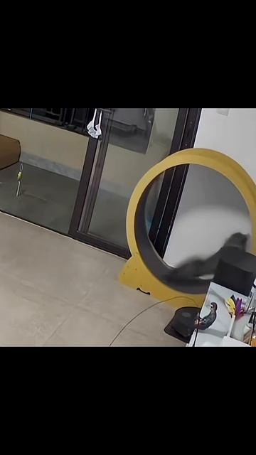 funny cats #cutecats #catsof#catlover #funnyvideo #fyp