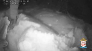 Полицейские Мордовии спасли жительницу Саранска, заблудившуюся в снегопад в лесополосе