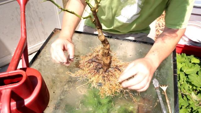 Формирование лимонного дерева бонсай