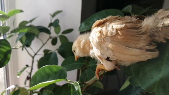 Цыплята вылупились зимой, они в яшике, залезают на лимонное дерево з