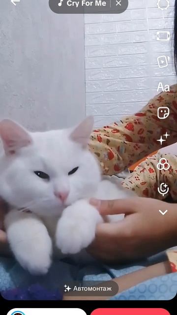 крутые видео с моим котом