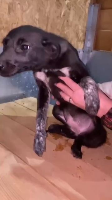 ⚠️⚠️⚠️МЕГА СОС⚠️⚠️⚠️
В Переволоцком районе Оренбургской области вновь введена ЭОС
В отлове 9 собак ⚠️⚠️⚠️МЕГА СОС⚠️⚠️⚠️
В Переволоцком районе Оренбургской области вновь введена ЭОС
В отлове 9 собак