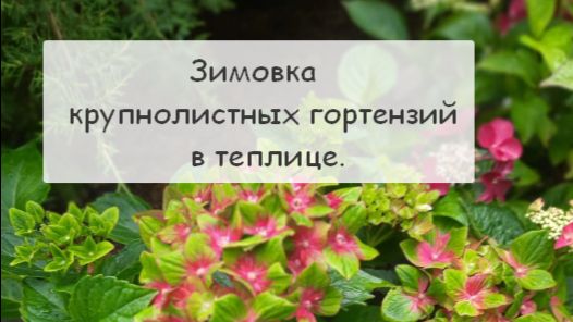 Зимовка крупнолистных гортензий в теплице