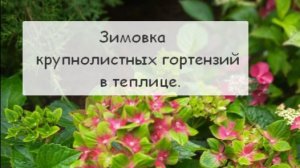 Зимовка крупнолистных гортензий в теплице