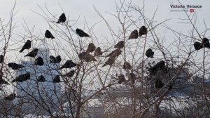 Зима, мороз и холод! Птицы греются! #птицы