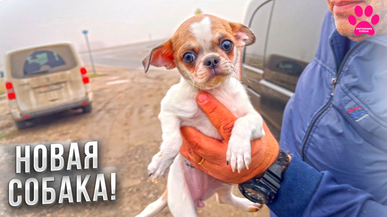 Мы не устояли! Купили щенка породы чихуахуа! Первая встреча! смотреть онлайн