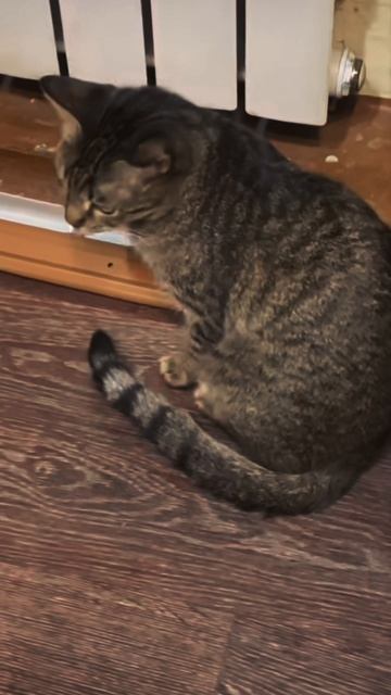 ВСЕМ ПОМОГУТ И ВСЕХ ВЫЛЕЧАТ! БЕЗУМНЫЙ ПАША И ИРИШКА ЧИКИ ПИКИ ОЧЕНЬ ЛЮБЯТ ЖИВОТНЫХ смотреть онлайн