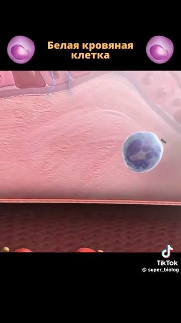 Как работает регенерация