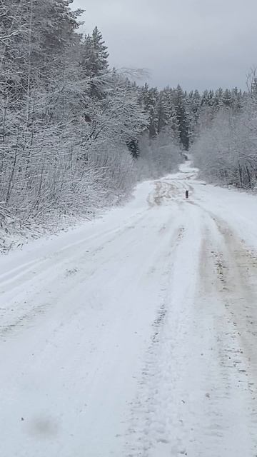 Рысь, по дороге на рыбалку.