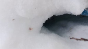 3.02.26. Пасека в сугробах! Остались одни крыши!