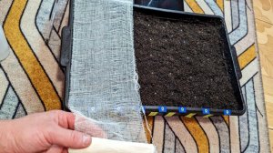 Посадите томаты на рассаду этим способом в феврале для супер крепких растений!