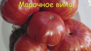 Каталог томатов на 2026 год. Часть 3. г. Киров  т. 89229284031