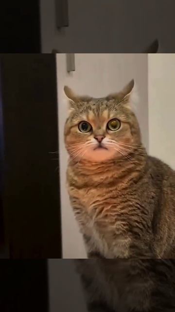 Ты чего пугаешь, кожаная?😱