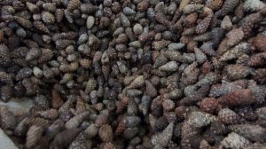 Сезон сбора шишек продолжается в Вологодской области