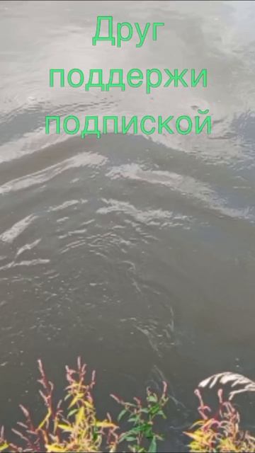 Выпускаю шнурка