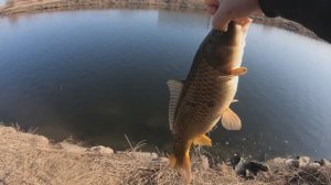 забагрил сазанов на грушку