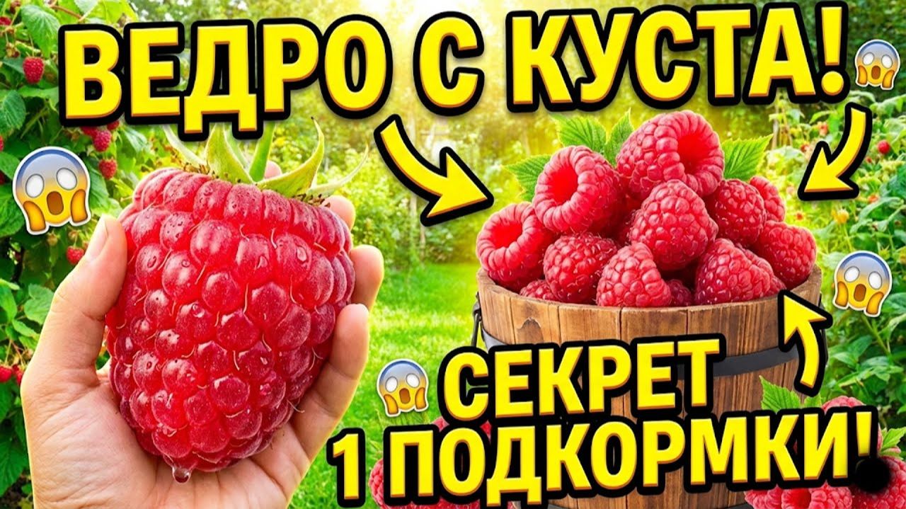 СОСЕДИ В ШОКЕ! Полный календарь ухода за малиной ведра ягод с каждого куста! СОСЕДИ В ШОКЕ! Полный календарь ухода за малиной ведра ягод с каждого куста!