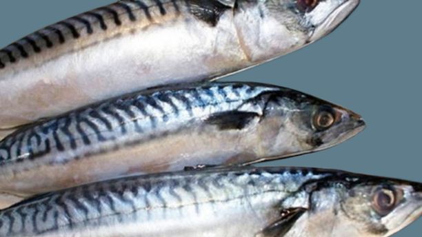 Как засолить скумбрию дома, два лучших способа смотреть онлайн