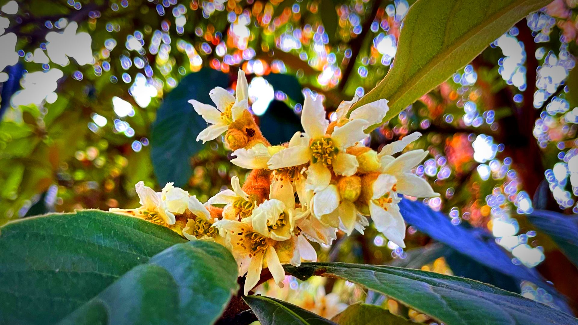 ПРОДОЛЖАЕМ ГУЛЯТЬ ПО ПАРКУ ЮЖНЫЕ КУЛЬТУРЫ:ПЛАТАНЫ, СОСНЫ, ПАЛЬМЫ, МАГНОЛИИ И СМЕХ! АДЛЕР НОЯБРЬ 2025 смотреть онлайн