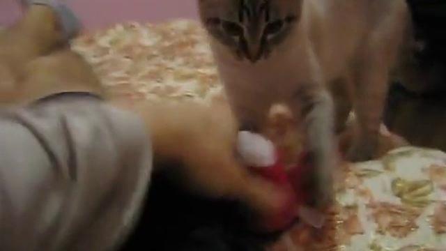 Котя принеси зайчика смотреть онлайн