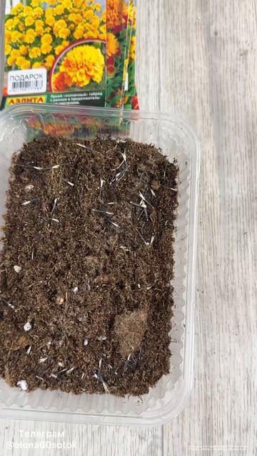 Посеяла Бархатцы на 2026 сезон! Сейте так! смотреть онлайн