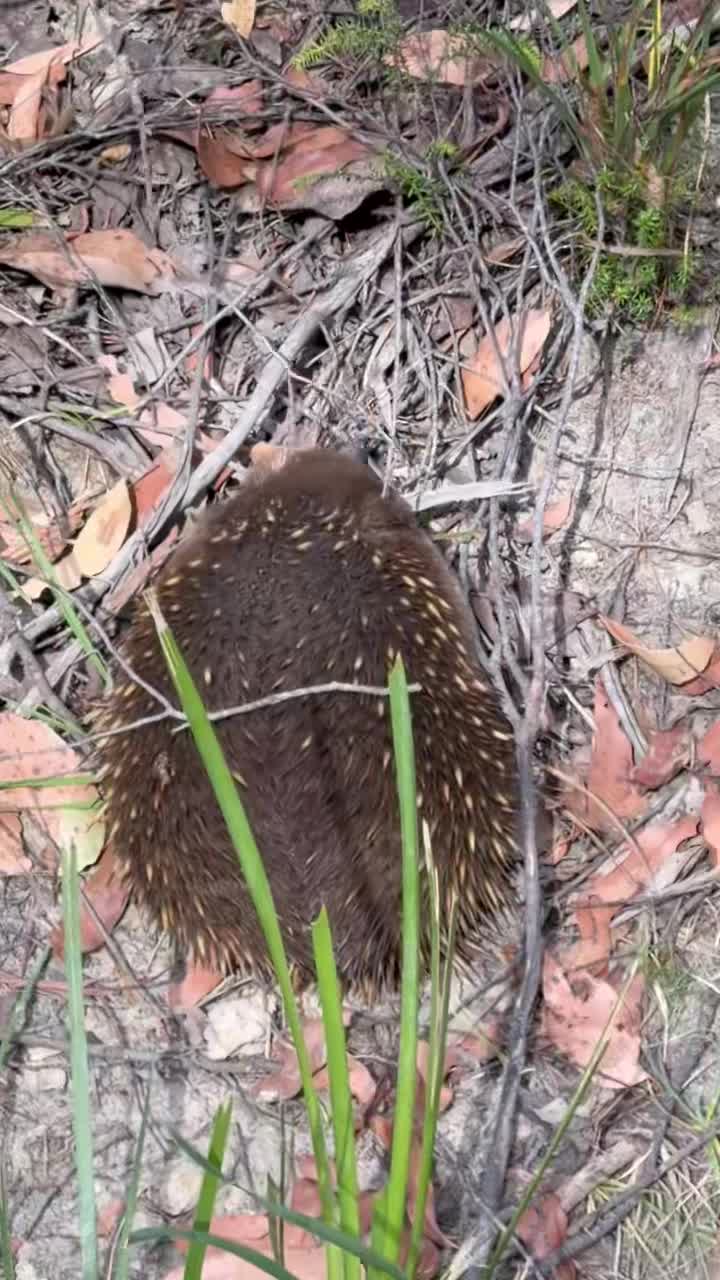 Ехидна! смотреть онлайн