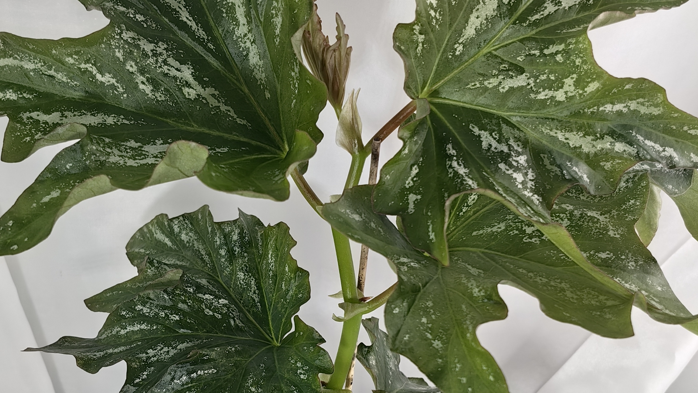 Бегонии кейн☘️. Черенкование, пересадка 🌿🌿🌿