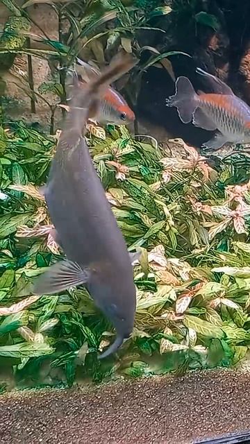 Весёлая рыбка~☆