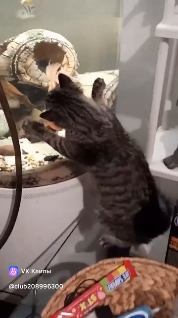 рыба моей мечты