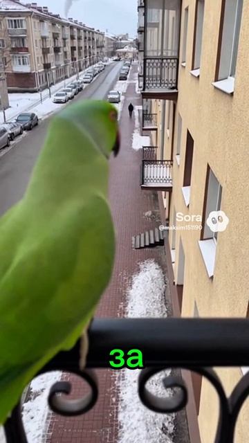 Попугай ругается #ии #sora #parrot #юмор #угар #попугай #прикол #смех #cute #birds #funny #курьер Попугай ругается #ии #sora #parrot #юмор #угар #попугай #прикол #смех #cute #birds #funny #курьер