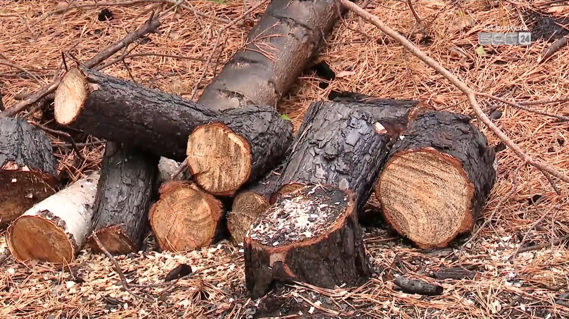 Количество поставщиков дров в Иркутской области увеличилось смотреть онлайн