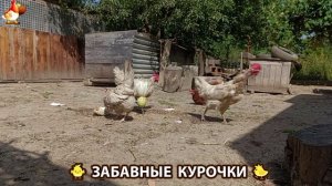 Забавные курочки несушки на сельском подворье 🤗😂😜 (104)