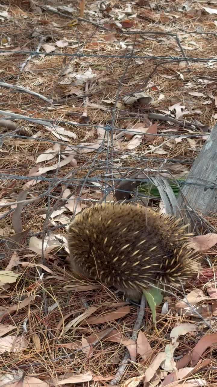 🔥 Всё, что нельзя выкладывать сюда - закулисье и истории, за которые меня постоянно банят, уже л... смотреть онлайн