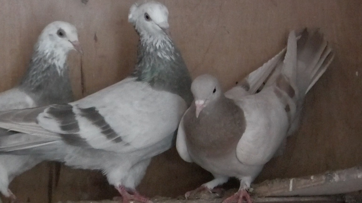 Голуби Петровича в Астрахани! смотреть онлайн