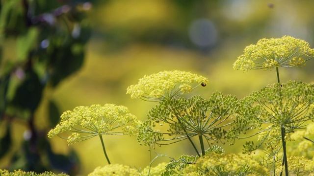 Пётр Павлович Ершов Птички смотреть онлайн