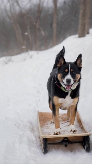 Собака веселится в снегу на санках собаки зима одухотворение