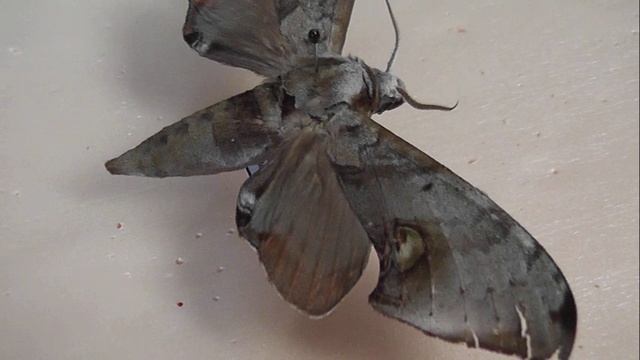 БРАЖНИКИ: 665. Daphnusa haxairei