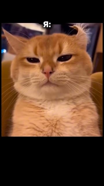 Когда мужу кто-то позвонил…