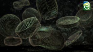 Formation of Fossil Fuels