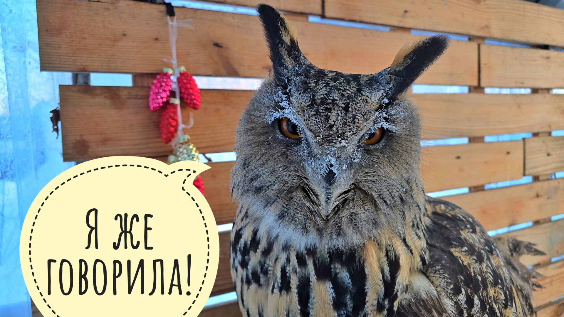 Бесполезная поездка Пса Кубика к ветеринару! Правильно сова Ёль утром велела дома сидеть!