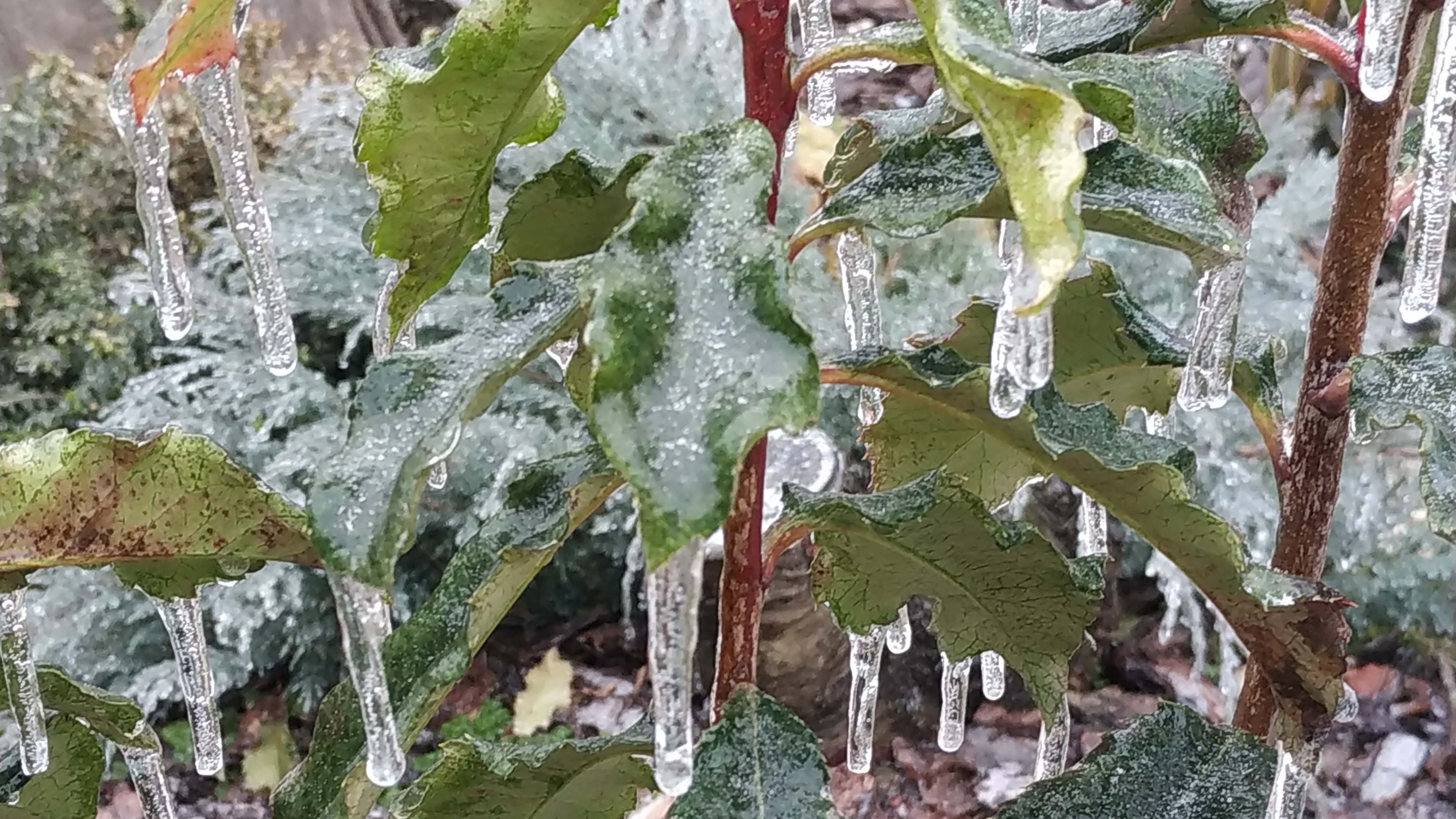 Ледяной сад в Анапском районе
