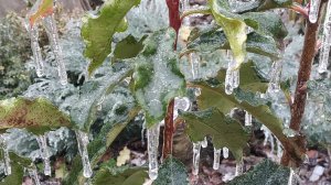 Ледяной сад в Анапском районе