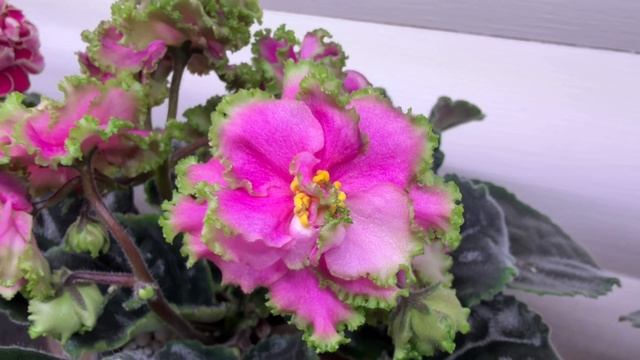 Цветут фиалки в феврале🌹🌹🌹 смотреть онлайн