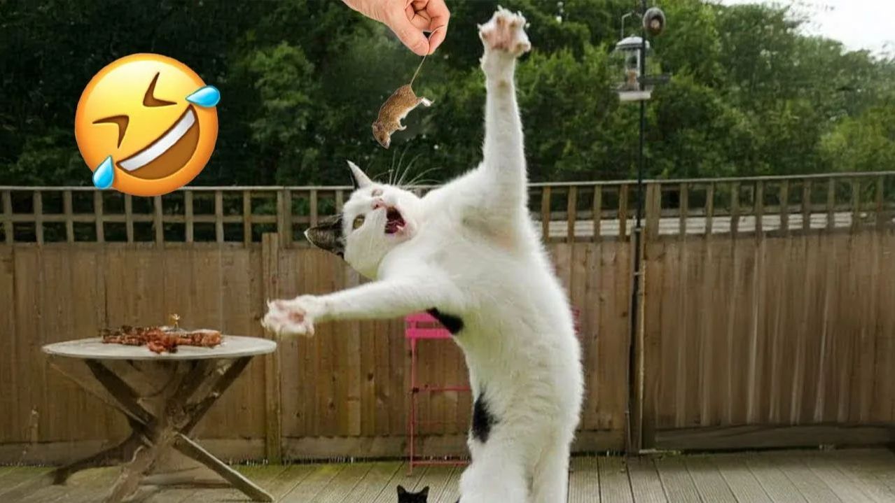 Смешные и забавные животные 😻😺 Лучшие приколы с животными 🐶 Подборка приколов с животными смотреть онлайн