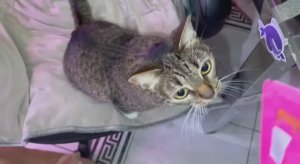 Даю лакомство Кошке, а остальные тоже все собрались выпрашивать.