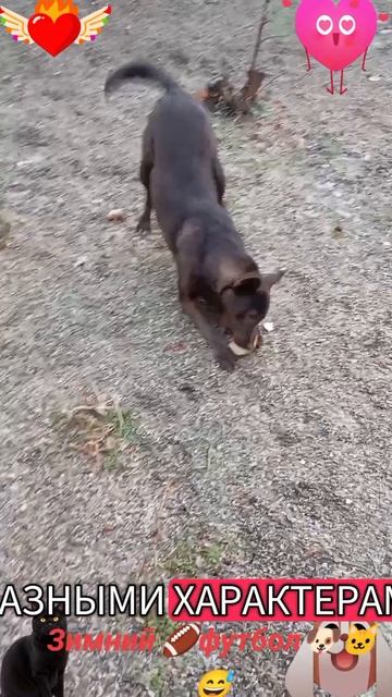 Зимний🏈 футбол 🐶🐱😅 смотреть онлайн