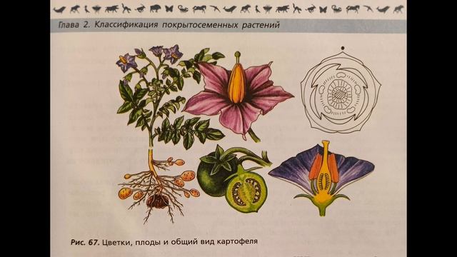 биология 7 класс Многообразие и происхождение культурных растений.